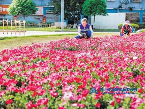 花卉种植工程